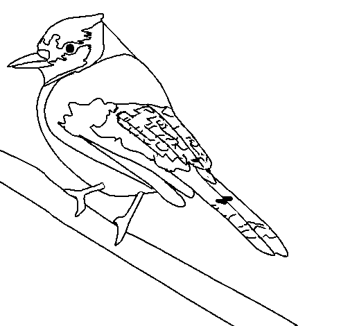 Desenho de Pássaro tropical para Colorir