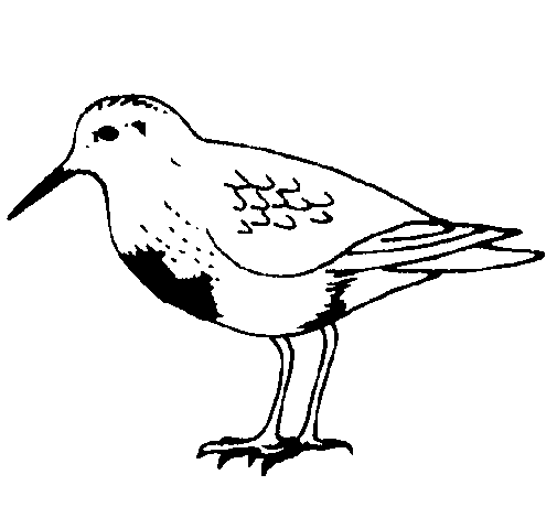 Desenho de Pássaro para Colorir
