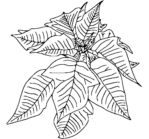 Desenho de Poinsétia para Colorir