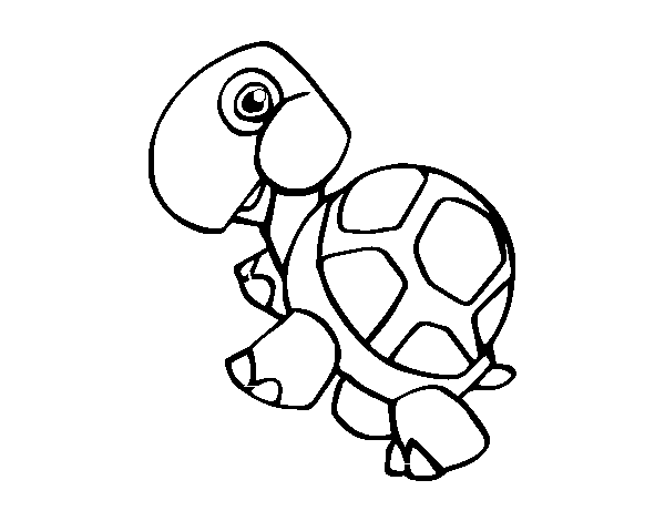 Desenho de Tartaruga terrestre para Colorir