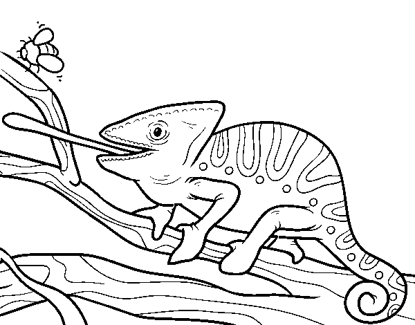 Desenho de Um camaleão com a língua para fora para Colorir