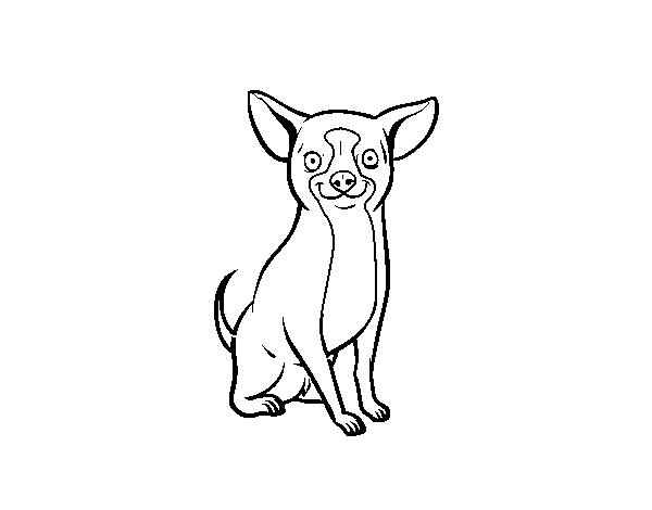 Desenho de Um cão chihuahua para Colorir