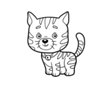 Desenho de Um gato doméstico para colorear