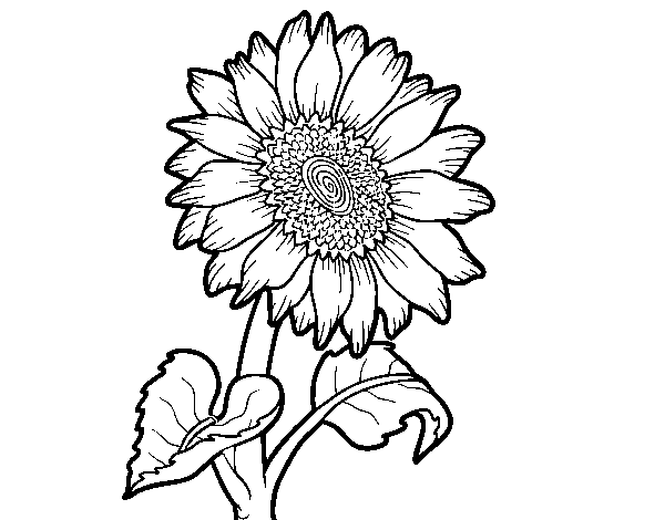 Desenho de Um girassol para Colorir
