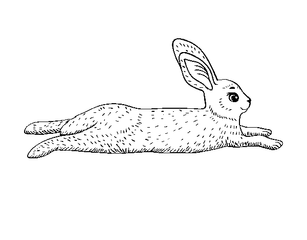 Desenho de Uma lebre para Colorir