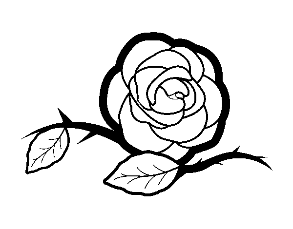 Desenho de Uma linda rosa para Colorir