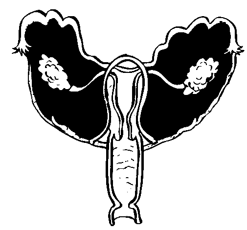 Desenho de Vagina para Colorir