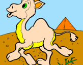 Desenho Camelo pintado por alannis 