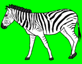 Desenho Zebra pintado por Rhuan Diego