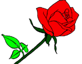 Desenho Rosa pintado por rosa