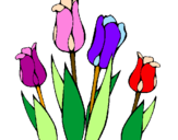 Desenho Tulipa pintado por ursinho