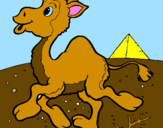 Desenho Camelo pintado por anailza