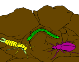 Desenho Vários insectos pintado por helena