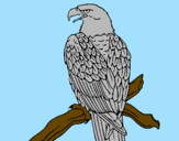 Desenho Águia num ramo pintado por diego