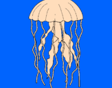 Desenho Medusa pintado por jell fish