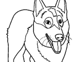 Desenho Cão Pastor Alemão pintado por lobo