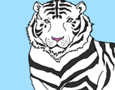 Desenho Tigre pintado por mateus