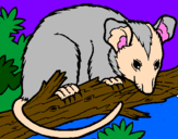 Desenho Ardilla possum pintado por Ryuu