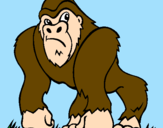 Desenho Gorila pintado por thuco
