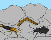 Desenho Vários insectos pintado por mateus