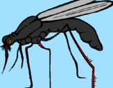 Desenho Mosquito pintado por mateus