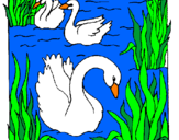 Desenho Cisnes pintado por catarina m.