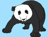Desenho Urso panda pintado por sara