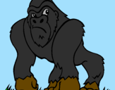 Desenho Gorila pintado por jorge