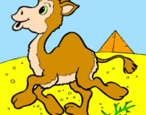 Desenho Camelo pintado por HUGO
