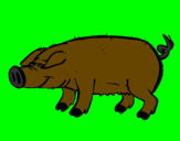 Desenho Porco com cascos negros pintado por ivan filho