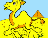 Desenho Camelo pintado por amanda