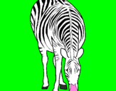 Desenho Zebra pintado por Valner