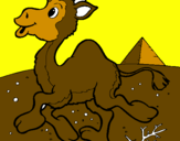 Desenho Camelo pintado por iago