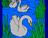 Desenho Cisnes pintado por ariane