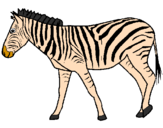 Desenho Zebra pintado por Zebrinha