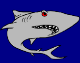 Desenho Tubarão pintado por shark