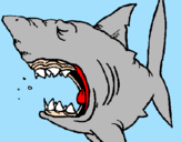 Desenho Tubarão pintado por marcelo n