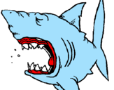Desenho Tubarão pintado por matheo
