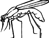 Desenho Mosquito pintado por Sara