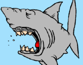 Desenho Tubarão pintado por joão vitor