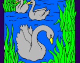 Desenho Cisnes pintado por joão