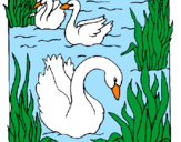 Desenho Cisnes pintado por lucas