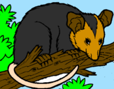 Desenho Ardilla possum pintado por anónimo