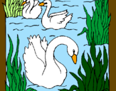 Desenho Cisnes pintado por Julianna