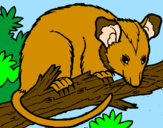 Desenho Ardilla possum pintado por bruna