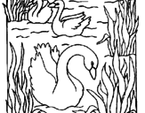 Desenho Cisnes pintado por b