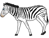 Desenho Zebra pintado por Pipa
