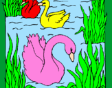 Desenho Cisnes pintado por hiury
