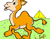 Desenho Camelo pintado por hiury