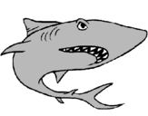 Desenho Tubarão pintado por dante
